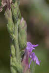 Chapman's blazing star